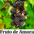 Chá da Horta Organza Alimentos Ref. 001