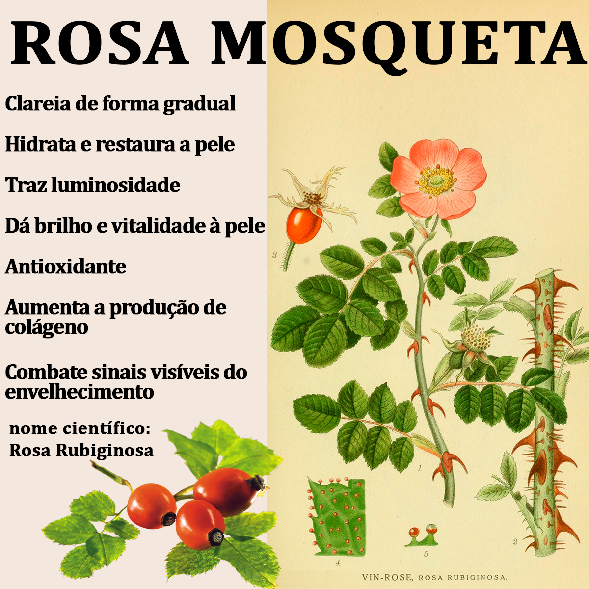 Nova Pele Creme De Manutenção Skincare A Botica